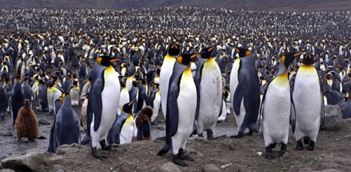 Pingüinos